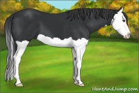 Horse Color:Black Splash