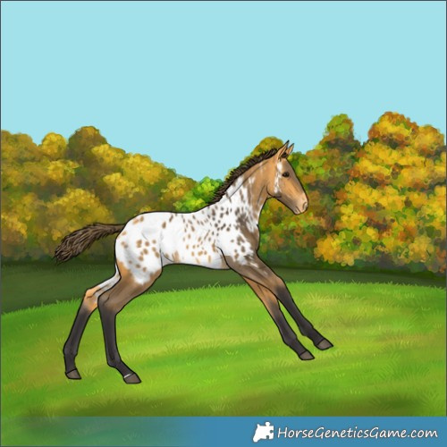 Horse Color:Buckskin Appaloosa 