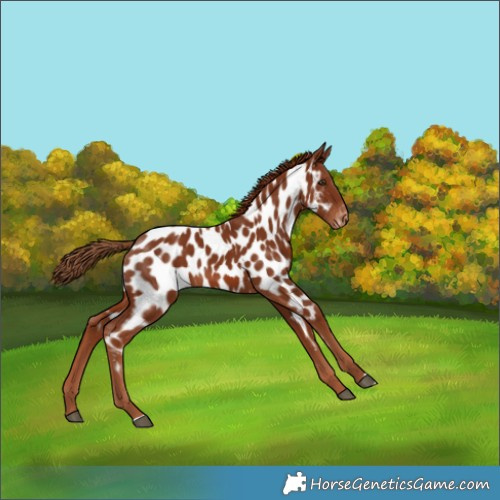 Horse Color:Chestnut Appaloosa 