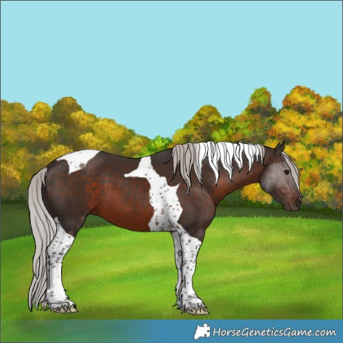 Horse Color:Silver Brown Tobiano 