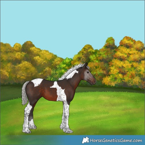 Horse Color:Silver Brown Tobiano 