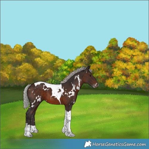Horse Color:White Spotted Silver Brown Tobiano 