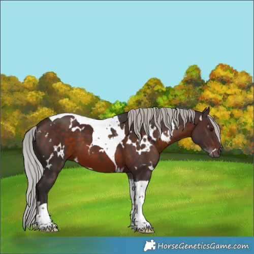 Horse Color:White Spotted Silver Brown Tobiano 