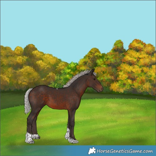 Horse Color:Silver Brown Tobiano 