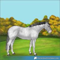 Horse Color:White Spotted Blue Roan 