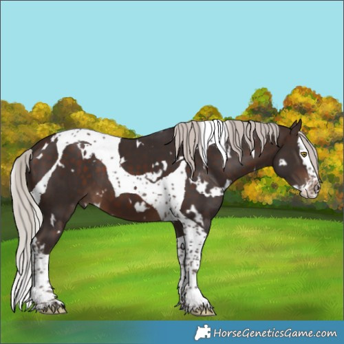 Horse Color:White Spotted Silver Brown Splash Tobiano 