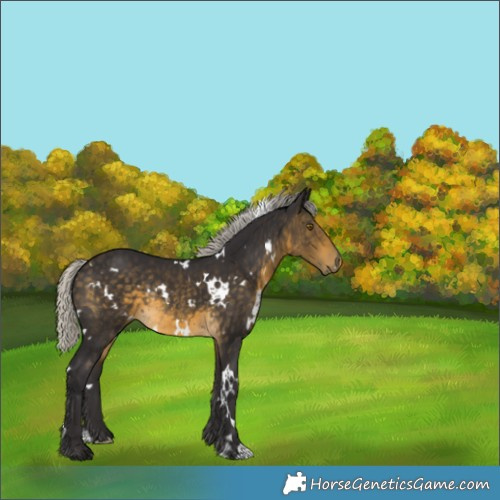 Horse Color:White Spotted Silver Buckskin Rabicano