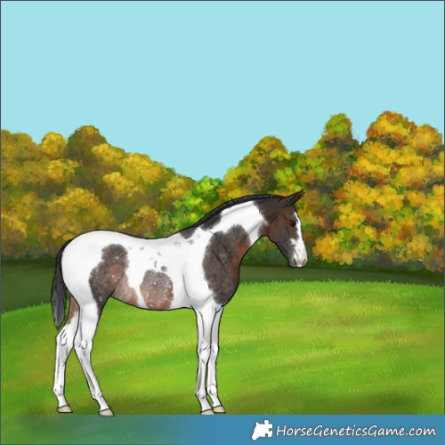 Horse Color:Brown Tobiano Varnish Rabicano 