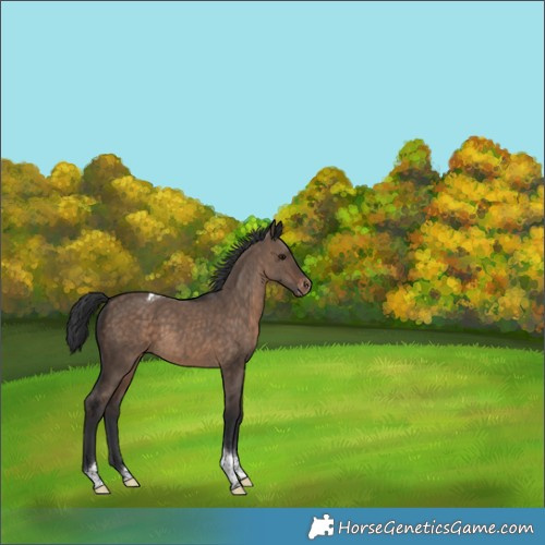 Horse Color:Brown Dun Tobiano Appaloosa 