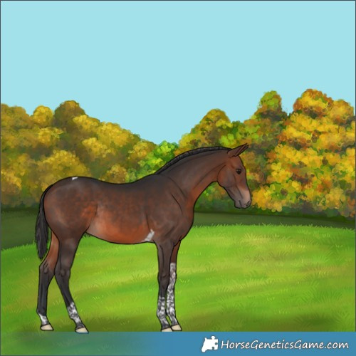 Horse Color:Brown Tobiano Rabicano 