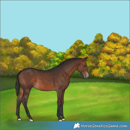 Horse Color:Brown 