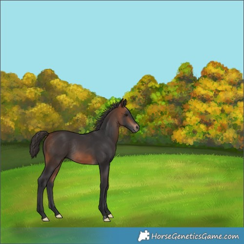 Horse Color:Bay Rabicano 