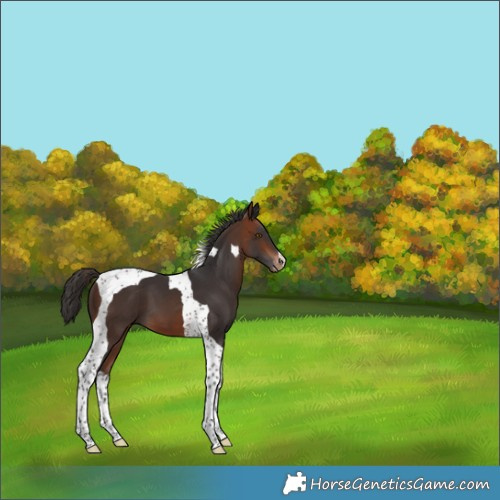 Horse Color:Bay Tobiano Appaloosa 