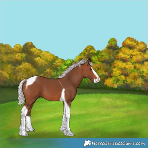 Horse Color:Silver Brown Splash Tobiano 