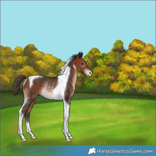 Horse Color:Bay Tobiano Appaloosa Rabicano