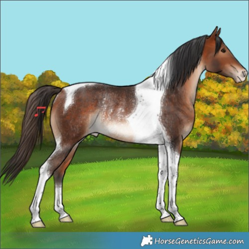 Horse Color:Bay Tobiano Appaloosa Rabicano 