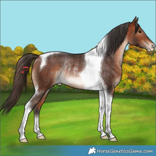 Horse Color:Bay Tobiano Varnish Rabicano 