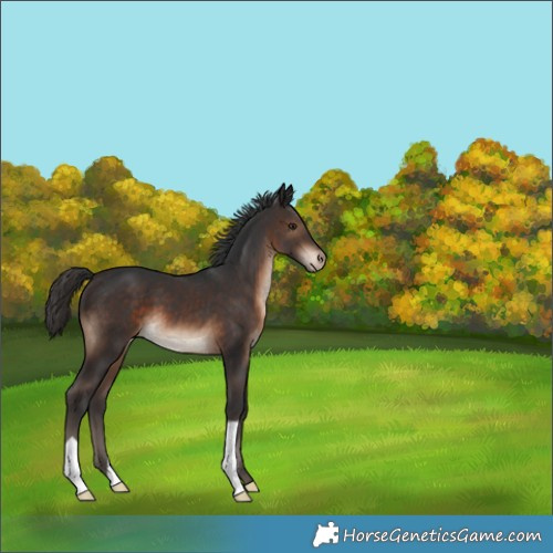 Horse Color:Brown Varnish 