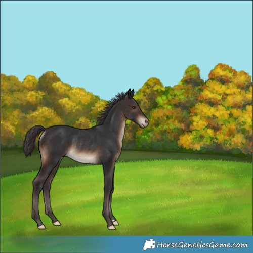 Horse Color:Brown Appaloosa Rabicano 