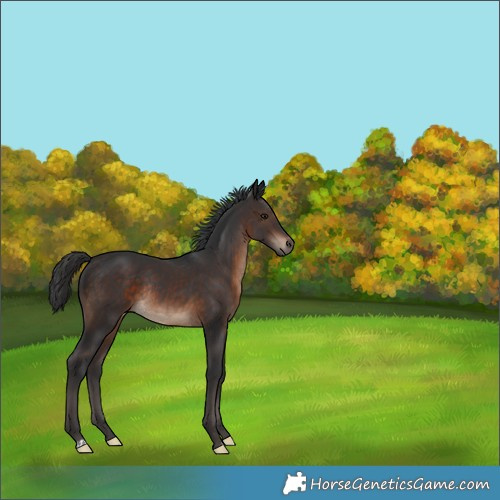 Horse Color:Brown Rabicano 