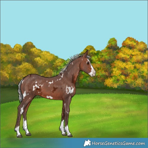 Horse Color:White Spotted Silver Bay Ice Splash 