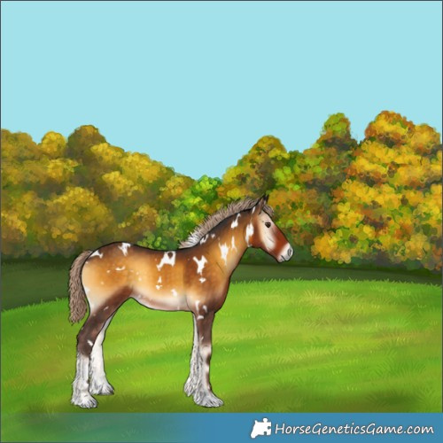 Horse Color:White Spotted Chocolate Palomino Onyx 