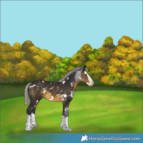 Horse Color:White Spotted Silver Buckskin Splash 