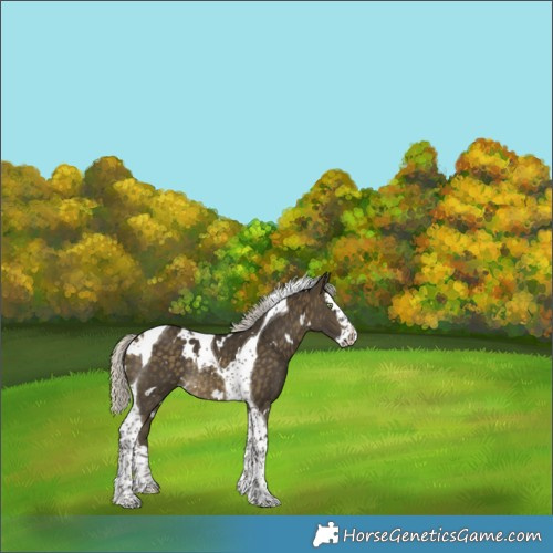 Horse Color:White Spotted Silver Buckskin Splash Tobiano Rabicano 
