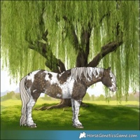 Horse Color:White Spotted Silver Buckskin Splash Tobiano Rabicano 