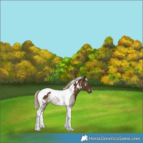 Horse Color:White Spotted Chocolate Palomino Tobiano 