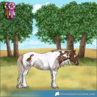 Horse Color:White Spotted Chocolate Palomino Tobiano 