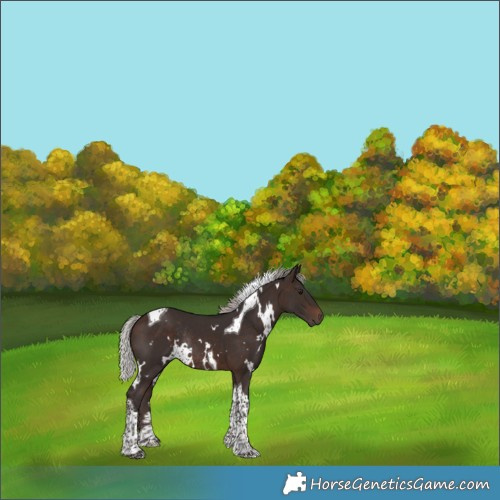 Horse Color:White Spotted Silver Brown Tobiano Rabicano 