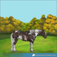 Horse Color:White Spotted Silver Brown Tobiano Rabicano 