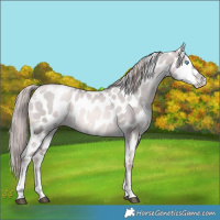Horse Color:Platinum Liver Red Dun Pearl Tobiano Skewed Appaloosa Rabicano