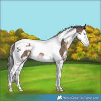 Horse Color:White Spotted Bay Dun Splash Tobiano Rabicano