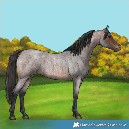 Horse Color:Brown Roan 