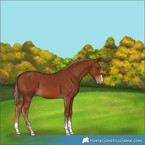 Horse Color:Chestnut 