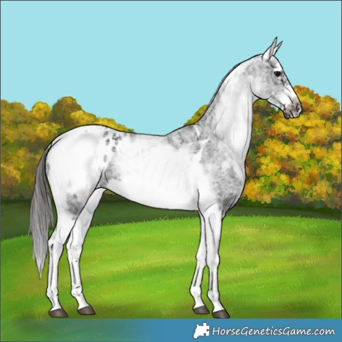 Horse Color:White Spotted Black Splash Tobiano Frame Appaloosa 