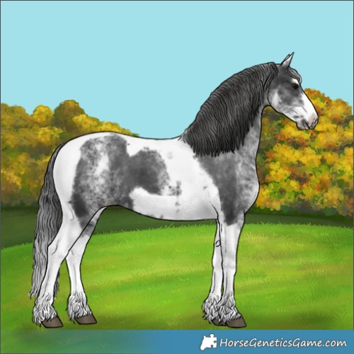 Horse Color:White Spotted Black Splash Tobiano Frame Appaloosa 