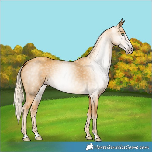 Horse Color:Gray Gold Cream Champagne