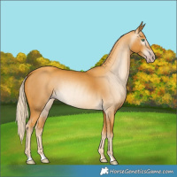 Horse Color:Gray Gold Cream Champagne 