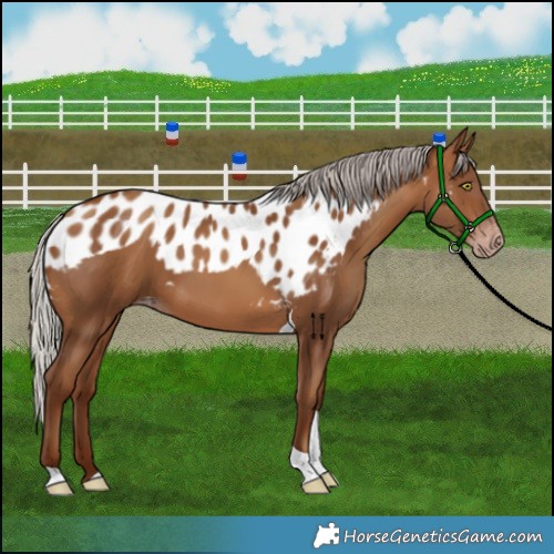 Horse Color:Gray Silver Amber Champagne Tobiano Skewed LP Spotted 