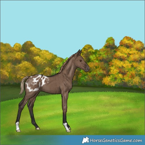 Horse Color:Liver Red Dun Appaloosa Brindle 