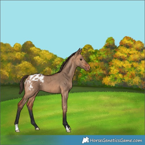 Horse Color:Bay Dun Appaloosa Brindle 