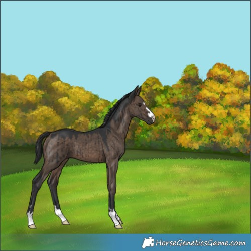 Horse Color:Brown Dun Brindle 