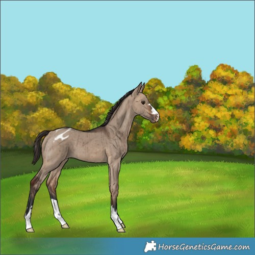 Horse Color:Bay Dun Appaloosa Brindle 
