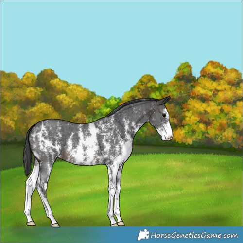 Horse Color:Brown Sabino