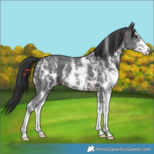 Horse Color:Brown Sabino