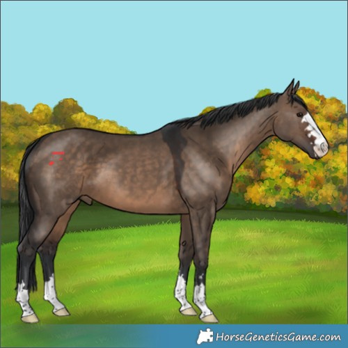Horse Color:Brown Dun 