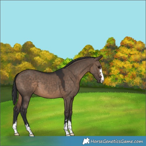 Horse Color:Brown Dun